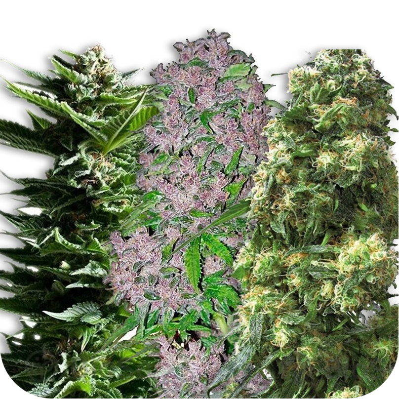 марихуана семена доставка курьером