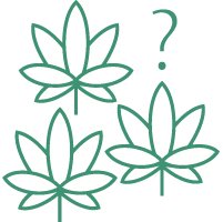 Что нужно знать о листьях конопли