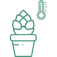 Температура при выращивании конопли